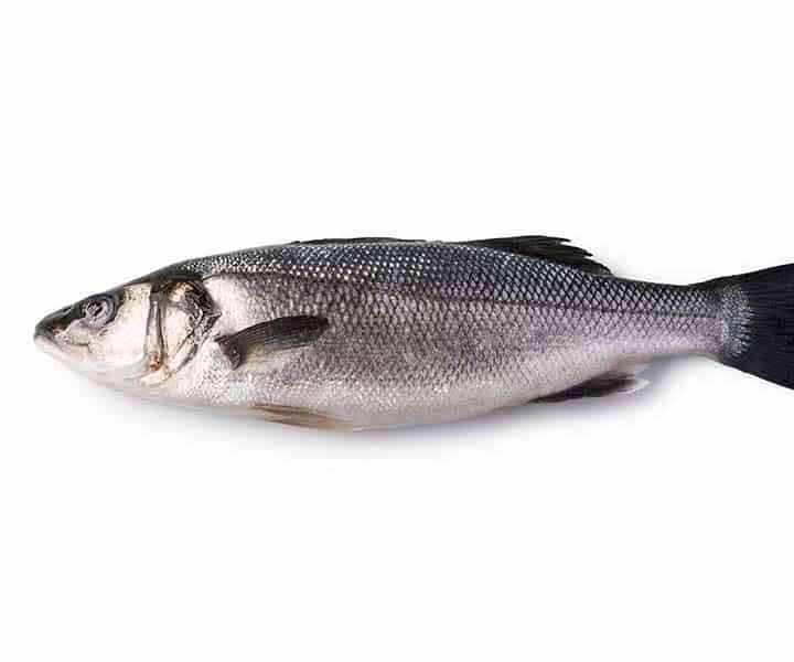 Sea Bass / KG