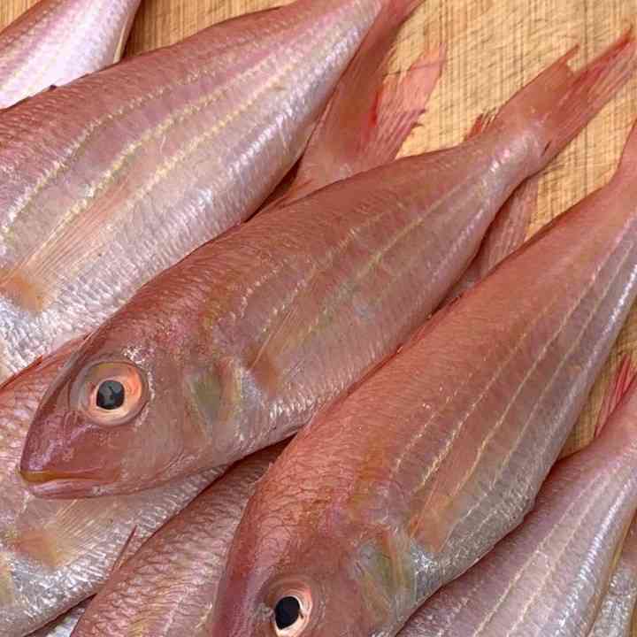 Red Snapper / KG