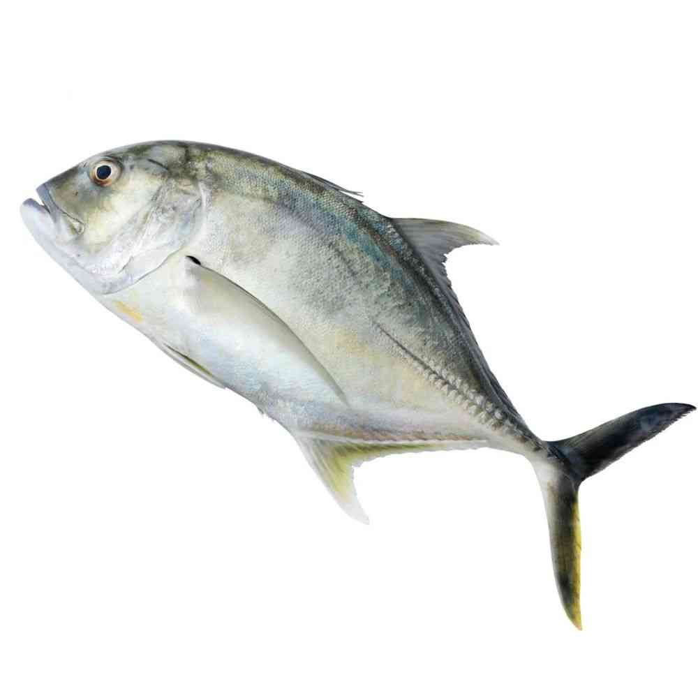 Trevally(parai)(Cleaned)