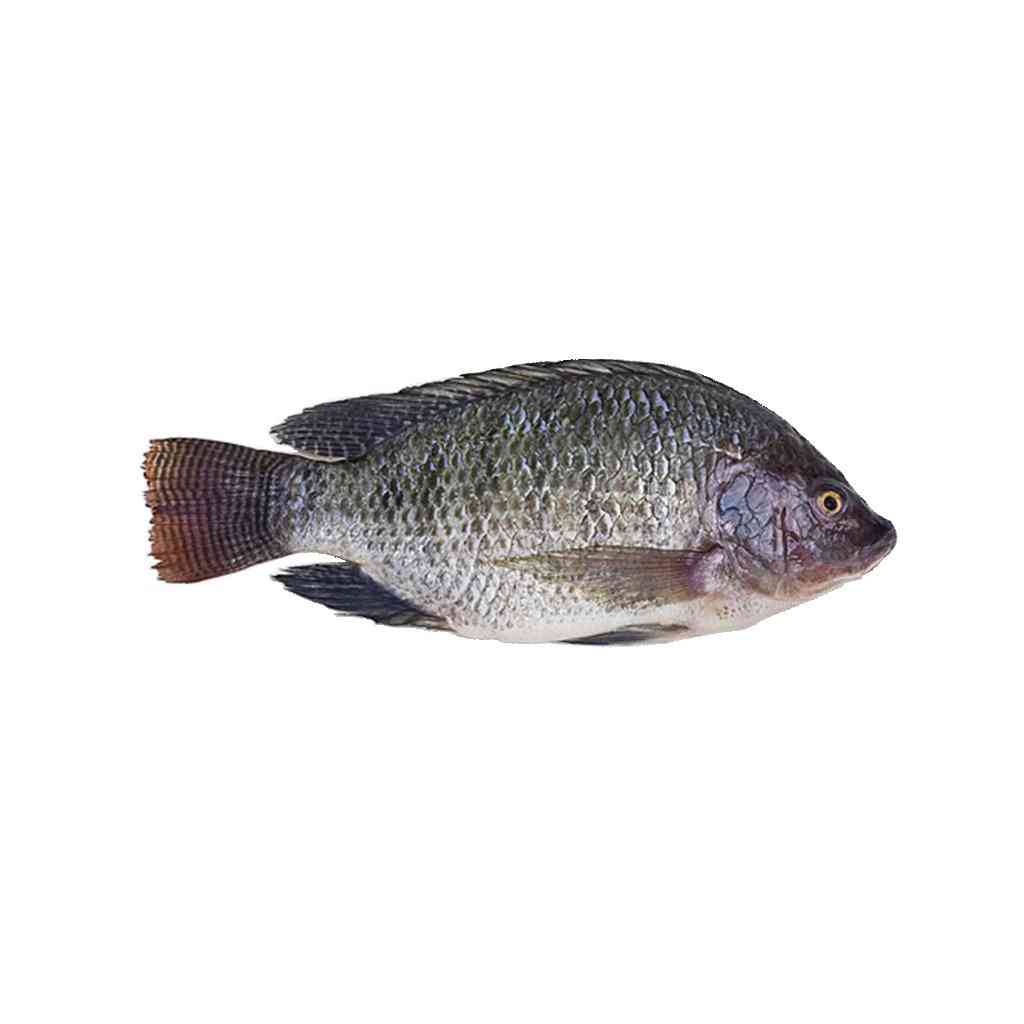 Tilapia(Only Cleaned)