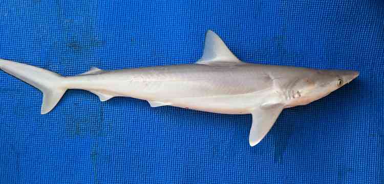 Milk Shark